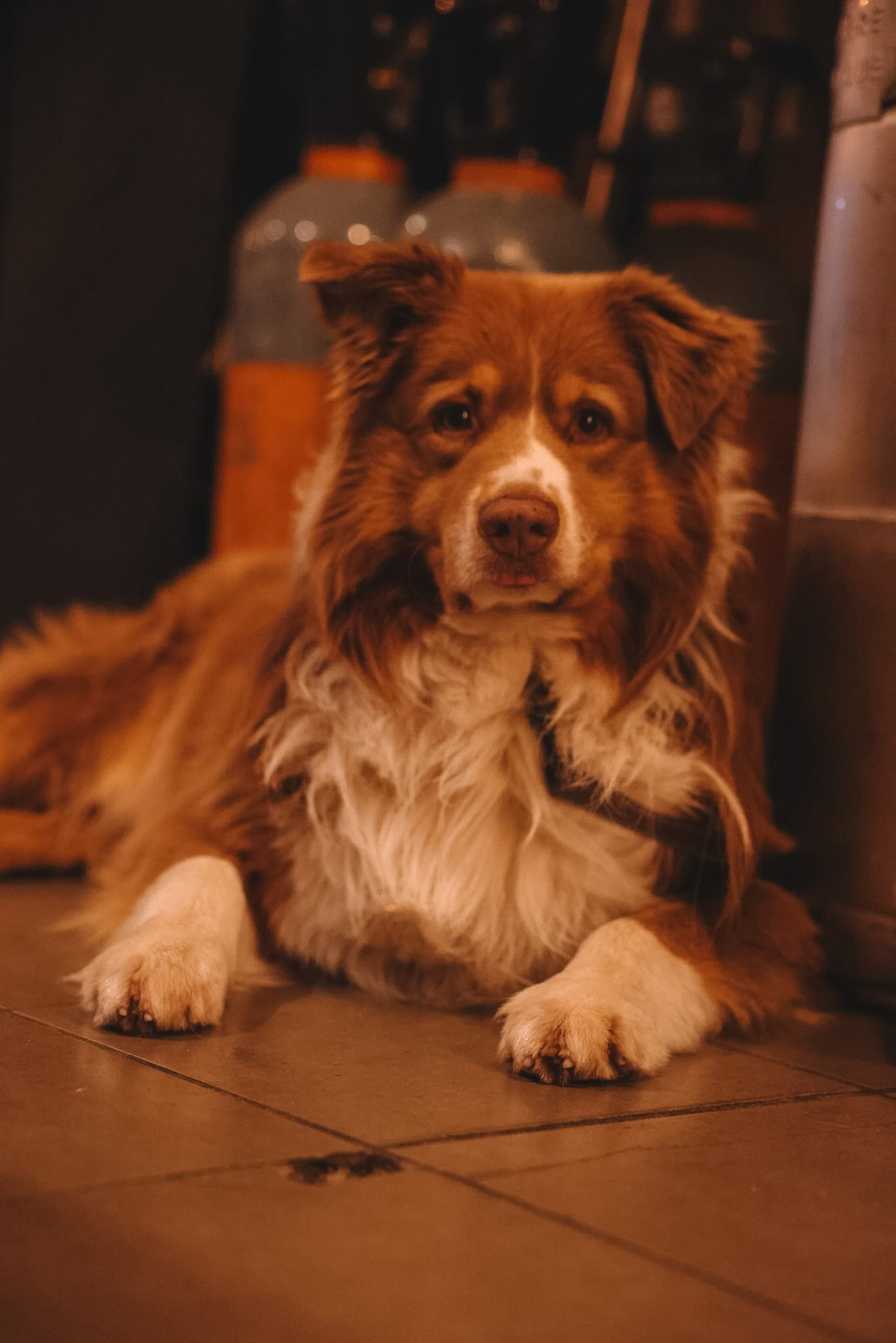 La mascotte du bar Sanka